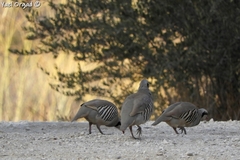 Alectoris chukar