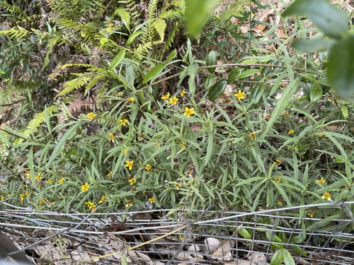 Lipochaeta waimeaensis observed 2021-06-25
