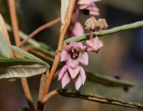 Lasiopetalum baueri Steetz