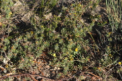 Pultenaea trinervis