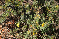 Pultenaea trinervis
