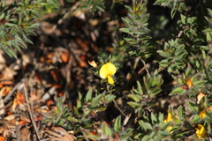 Pultenaea trinervis