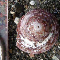 Modelia granosa