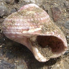Modelia granosa