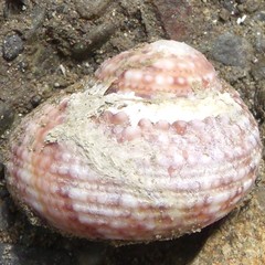 Modelia granosa