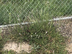 Silene gallica