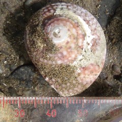 Modelia granosa