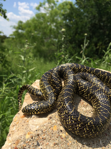 Speckled Kingsnake
