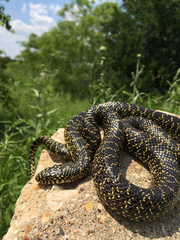Speckled Kingsnake photo 4