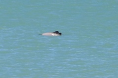Cephalorhynchus hectori