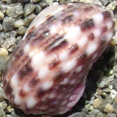Modelia granosa
