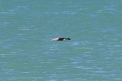 Cephalorhynchus hectori