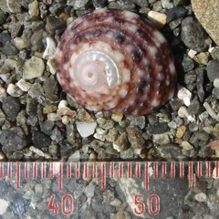 Modelia granosa