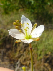 Heliophila adpressa