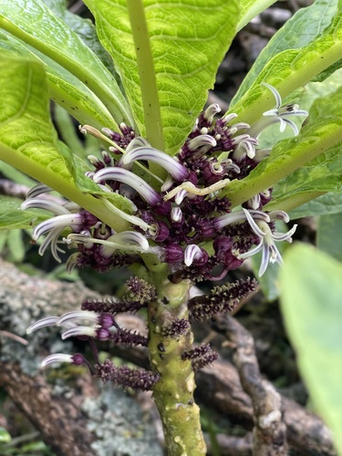 Cyanea hirtella