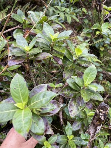 Kadua fluviatilis observed 2021-12-22