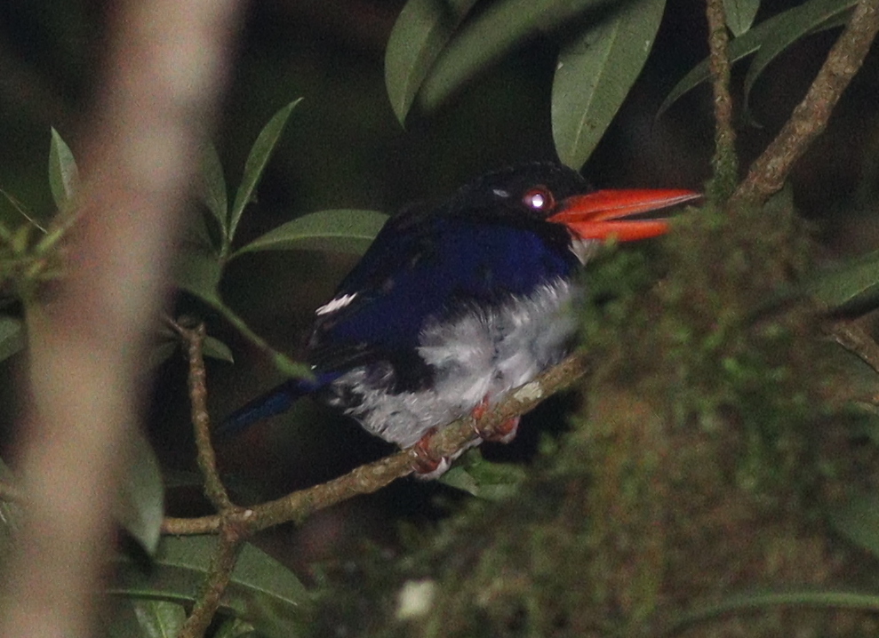 White-rumped Kingfisher (Caridonax fulgidus), photo 5