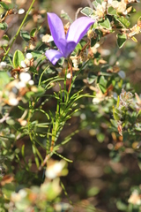 Cheiranthera alternifolia
