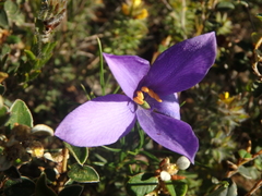 Cheiranthera alternifolia
