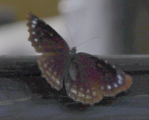 Elymnias casiphone