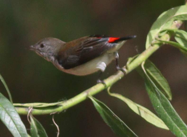 Red-chested Flowerpecker (Dicaeum maugei), photo 2