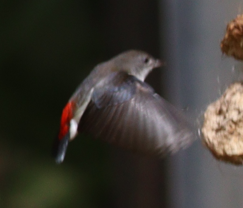 Red-chested Flowerpecker (Dicaeum maugei), photo 8
