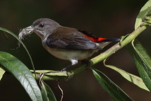 Red-chested Flowerpecker (Dicaeum maugei)