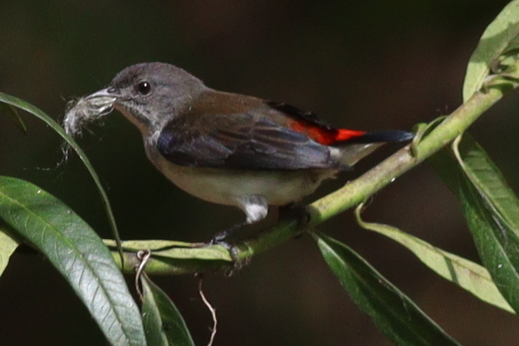 Red-chested Flowerpecker (Dicaeum maugei), photo 1