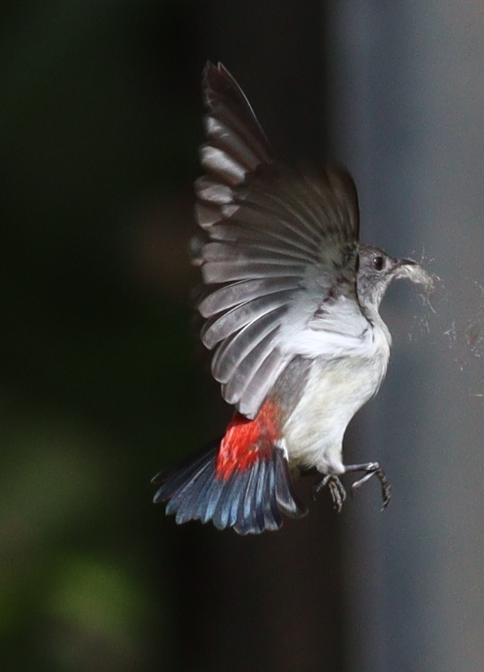 Red-chested Flowerpecker (Dicaeum maugei), photo 7