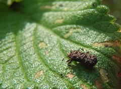 Octotoma scabripennis