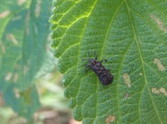 Octotoma scabripennis