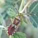 Prismatocerus prominulus - Photo (c) Manjunath Badiger, some rights reserved (CC BY-NC), uploaded by Manjunath Badiger