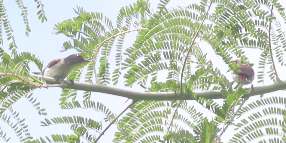 Red-chested Flowerpecker (Dicaeum maugei), photo 10