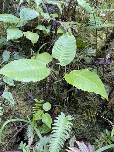 Cyanea remyi observed 2022-01-10