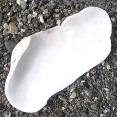 Barbatia novaezealandiae
