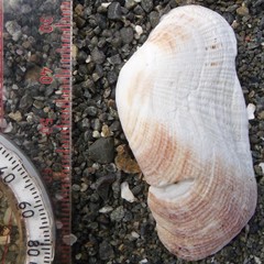 Barbatia novaezealandiae