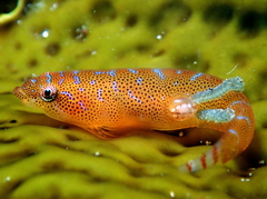 Cochleoceps orientalis