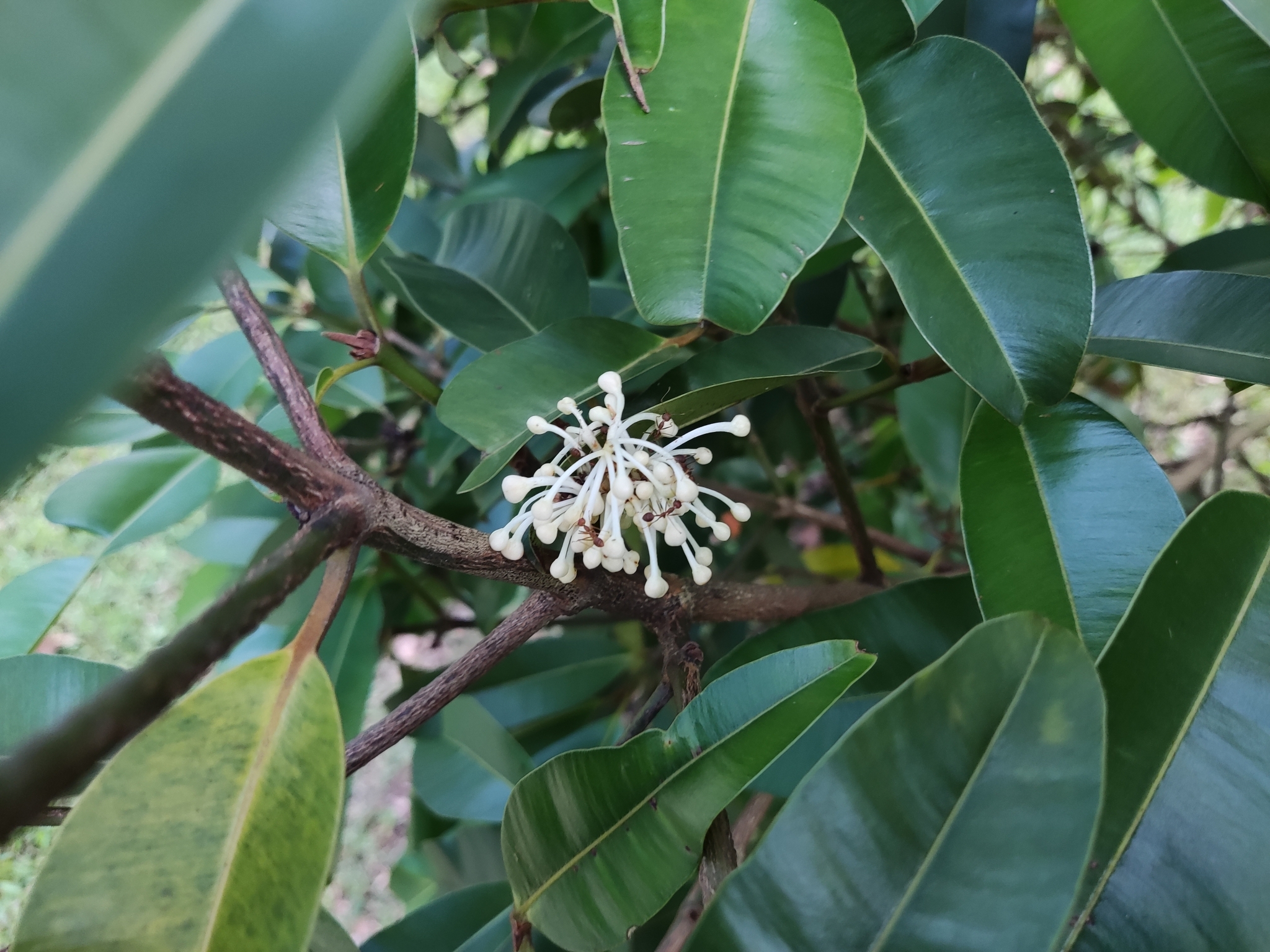 Calophyllum soulattri Burm.fil.