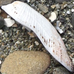 Barbatia novaezealandiae