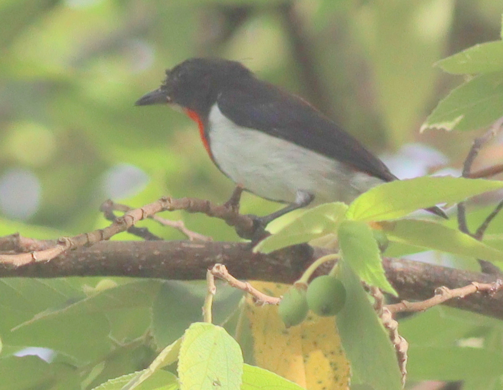 Red-chested Flowerpecker (Dicaeum maugei), photo 9