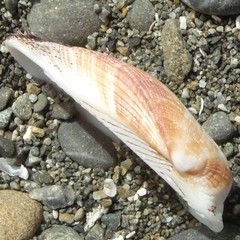 Barbatia novaezealandiae