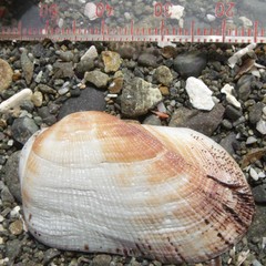 Barbatia novaezealandiae