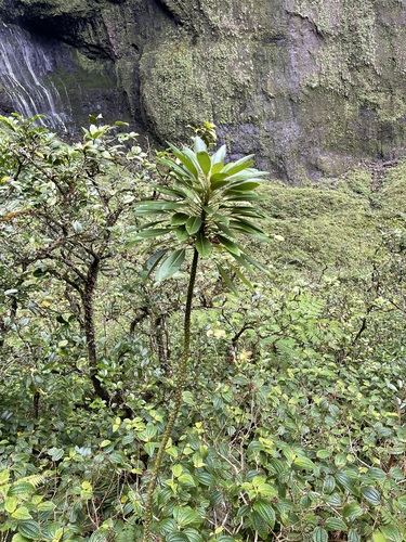 Cyanea kahiliensis observed 2022-01-11