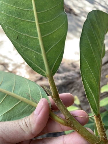 Image of Ficus drupacea by (c) 呂一起(Lu i-chi), some rights reserved (CC BY)