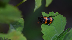 Nicrophorus quadripunctatus