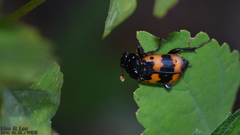 Nicrophorus quadripunctatus