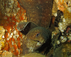 Gymnothorax pseudothyrsoideus