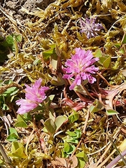 Trifolium resupinatum image