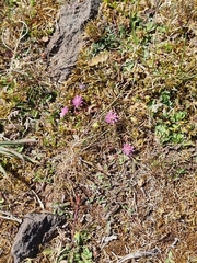 Trifolium resupinatum image