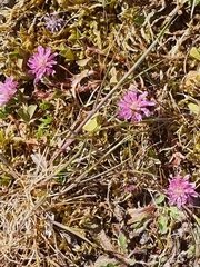 Trifolium resupinatum image